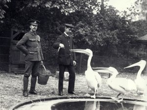 1915年10月、ロンドン動物園のプールサイドでペリカンに魚を餌付けする飼育係のAlf Taylor（右）とBodman（左）